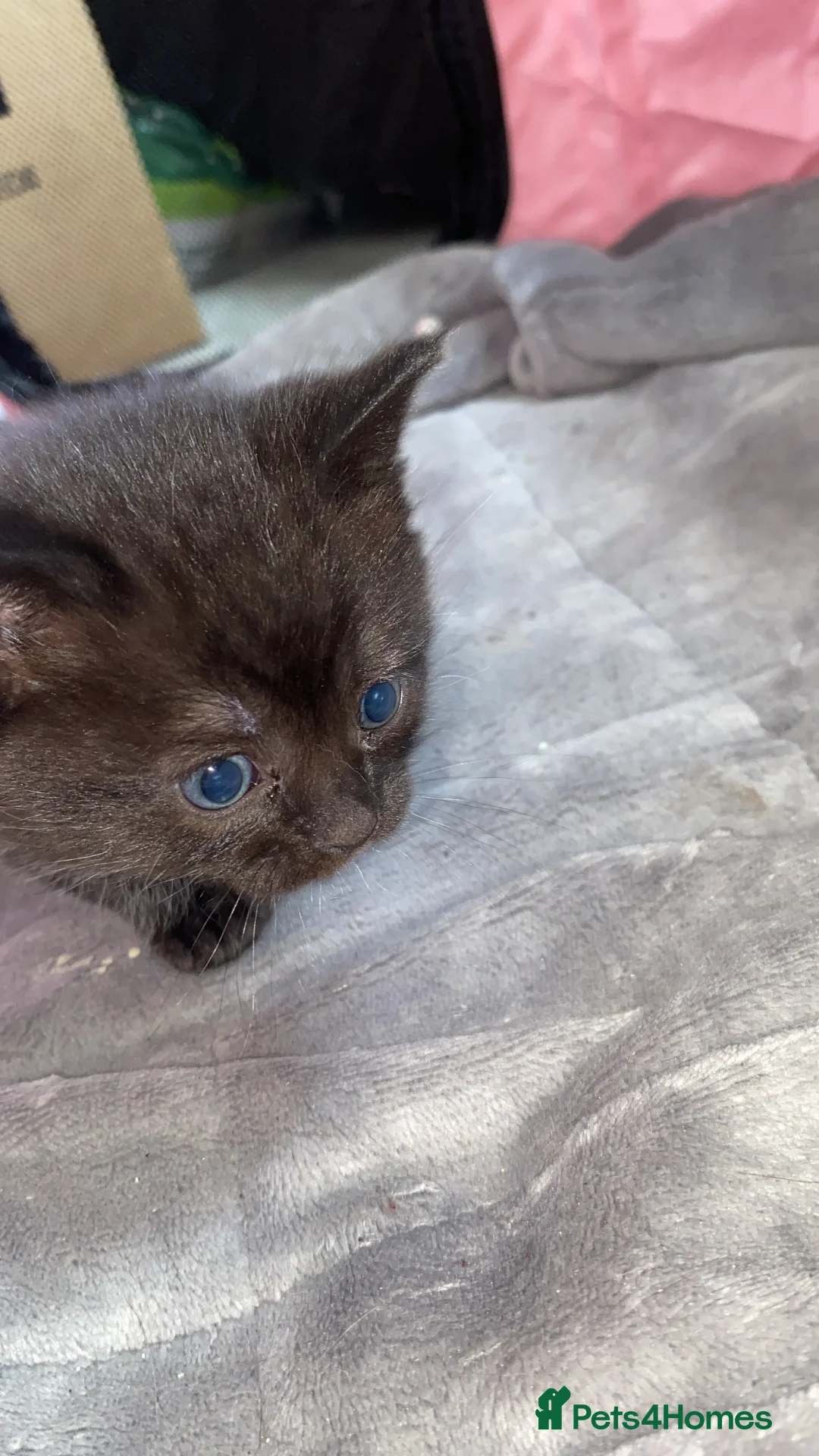 British Shorthair cats for sale: British shorthair  - Advert 2