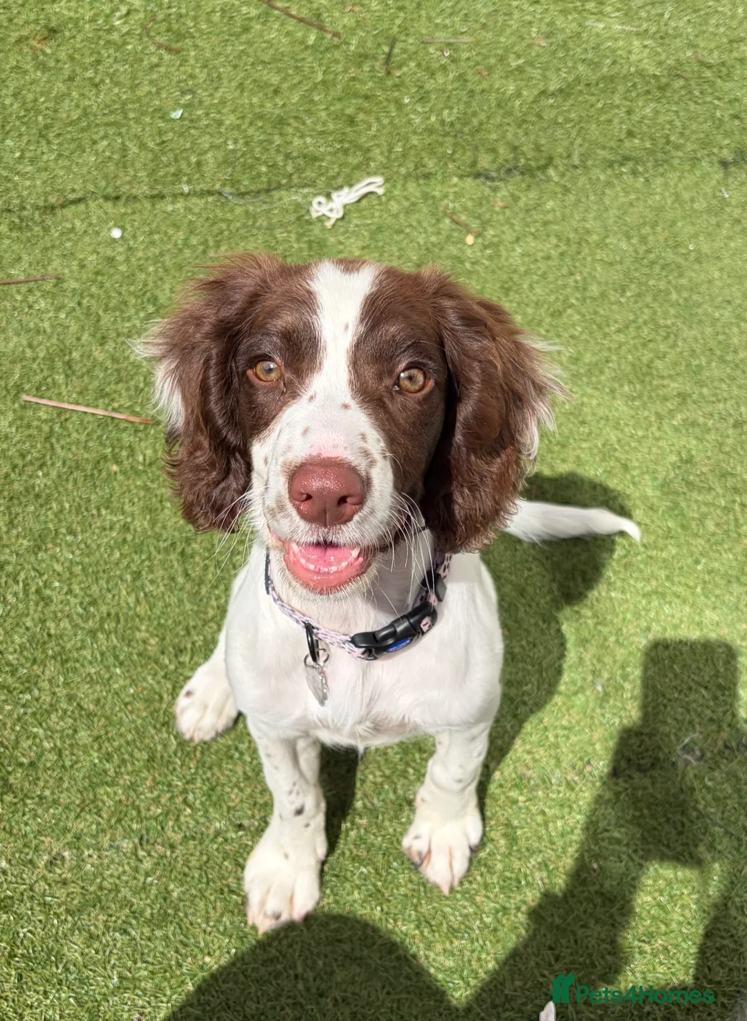 Sprocker dogs for sale: Sprocker spaniel puppy  - Advert 1