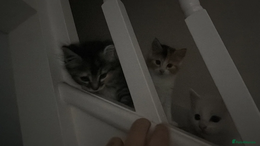 Mixed Breed cats for sale: Beautiful kittens  - Advert 2