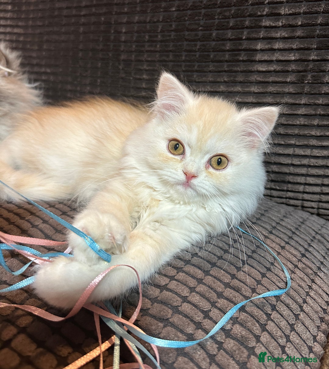 Persian cats for sale: 2 gorgeous cuddly Persian baby boys💙 - Advert 16