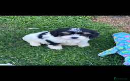 Cavapoo dogs for sale: ***** cavapoo pups ready now ***** - Image 1