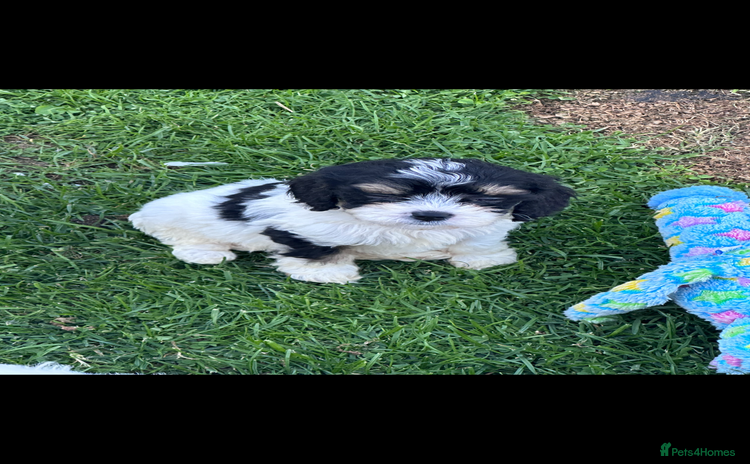 Cavapoo dogs - Advert 7