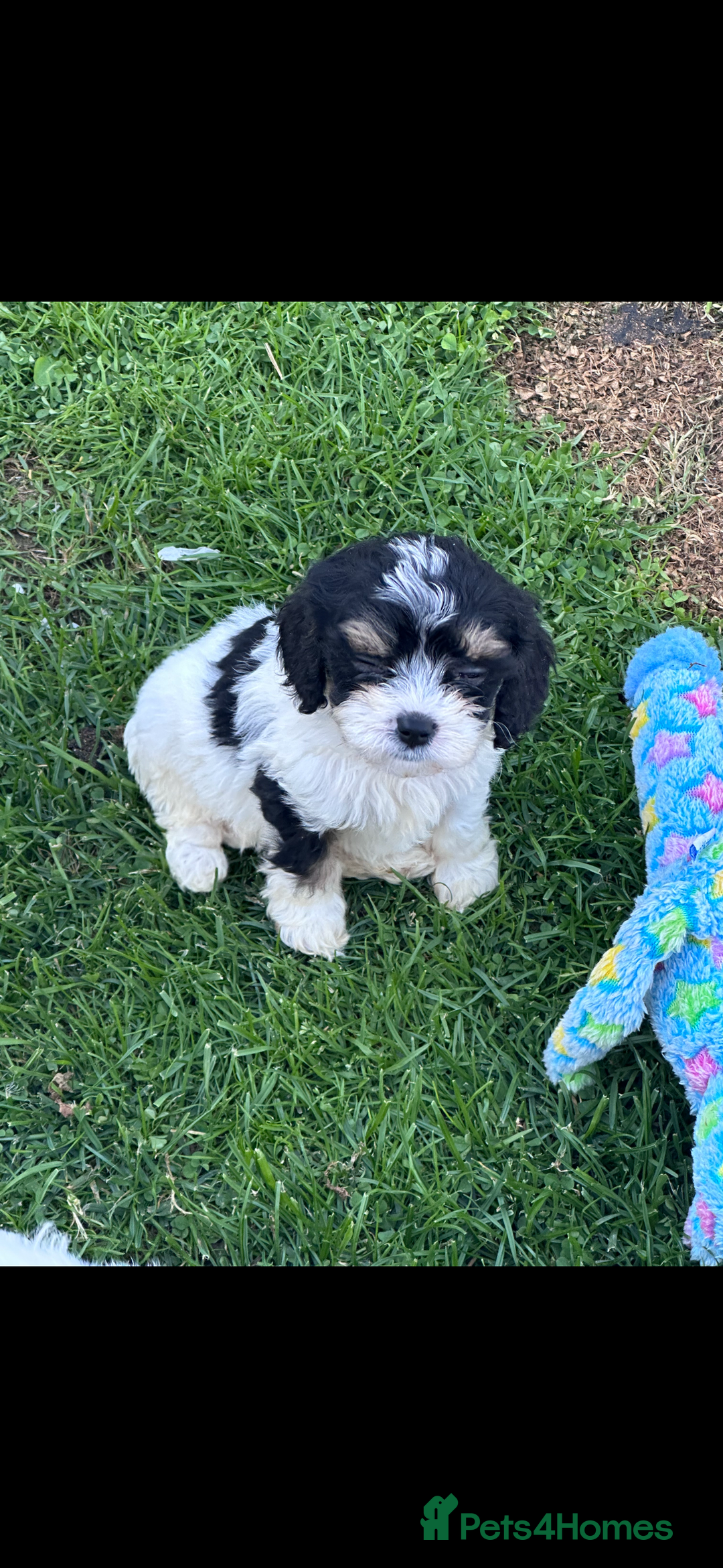 Cavapoo dogs for sale: ***** cavapoo pups ready now ***** - Image 1