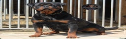 Rottweiler dogs for sale: Top Kc Registered Rottweiler Female Puppies - Advert 9