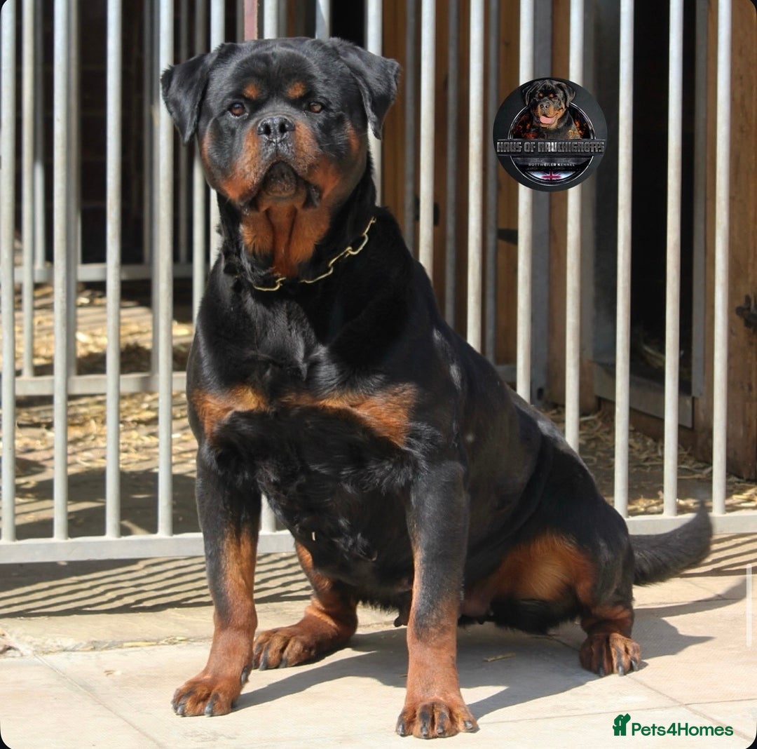 Rottweiler dogs for sale: Top Kc Registered Rottweiler Female Puppies - Advert 9