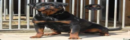 Rottweiler dogs for sale: Top Kc Registered Rottweiler Female Puppies - Advert 14