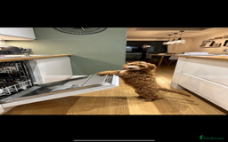 Cavapoo dogs for sale: Beautiful Health Tested F1 Cavapoos 🐶 - Image 20