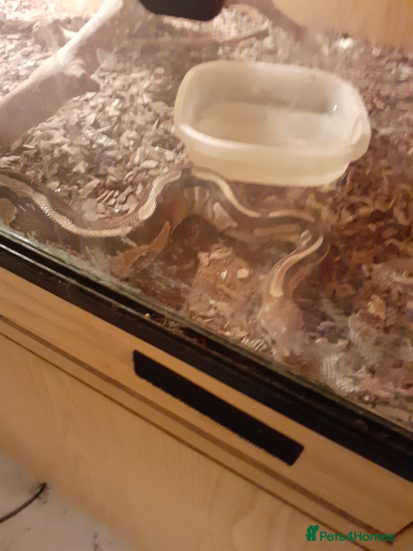 Python Snake reptiles Snakes for sale  - Advert 2