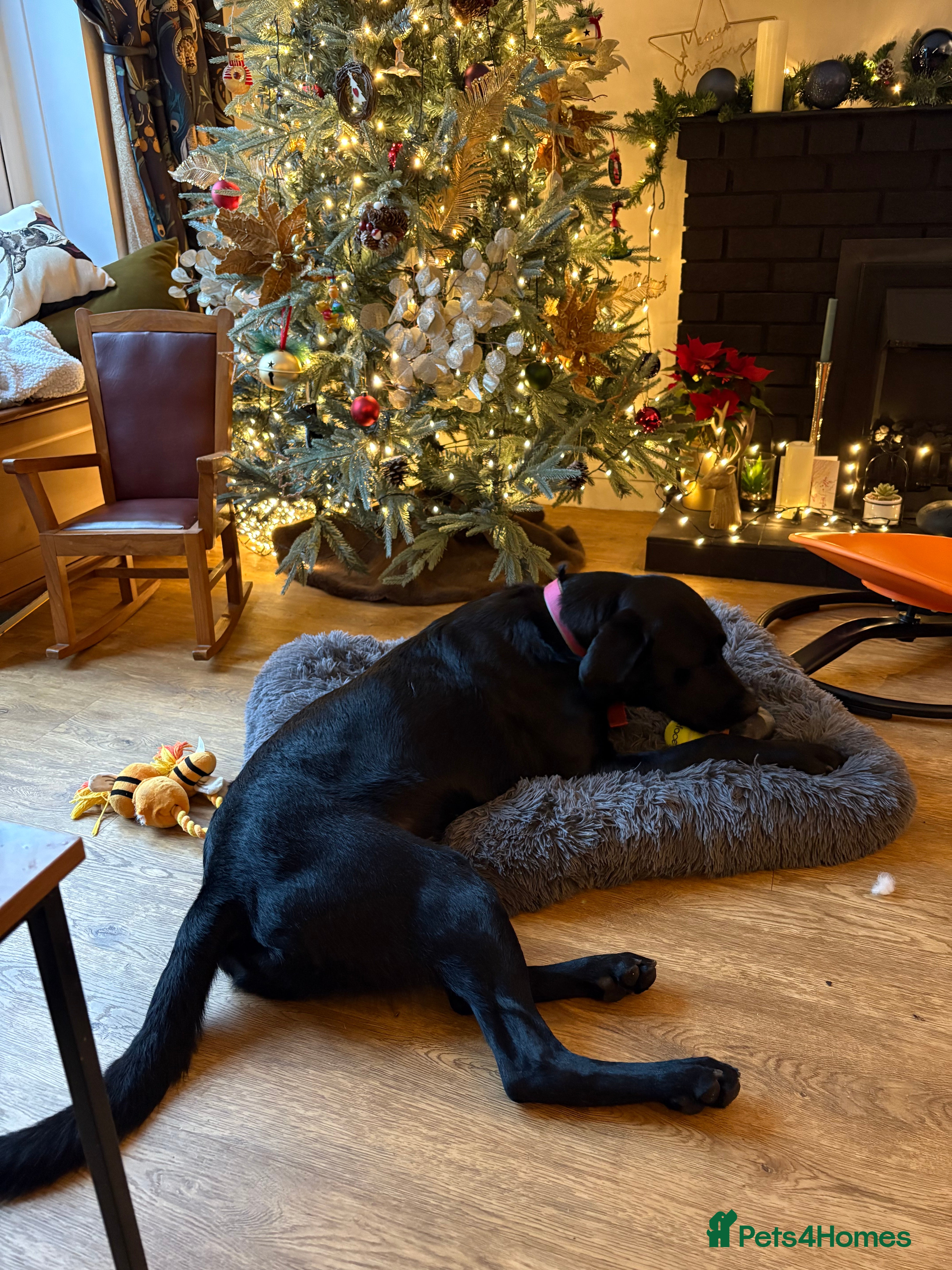 Labrador Retriever dogs Loving Labrador x  - Advert 3