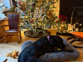 Labrador Retriever dogs Loving Labrador x - Advert 1