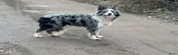 Border Collie dogs for sale: Beautiful border collie puppies  - Advert 1