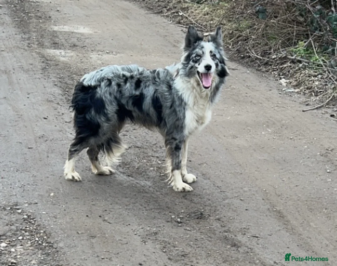 Border Collie dogs for sale: Beautiful border collie puppies  - Advert 1
