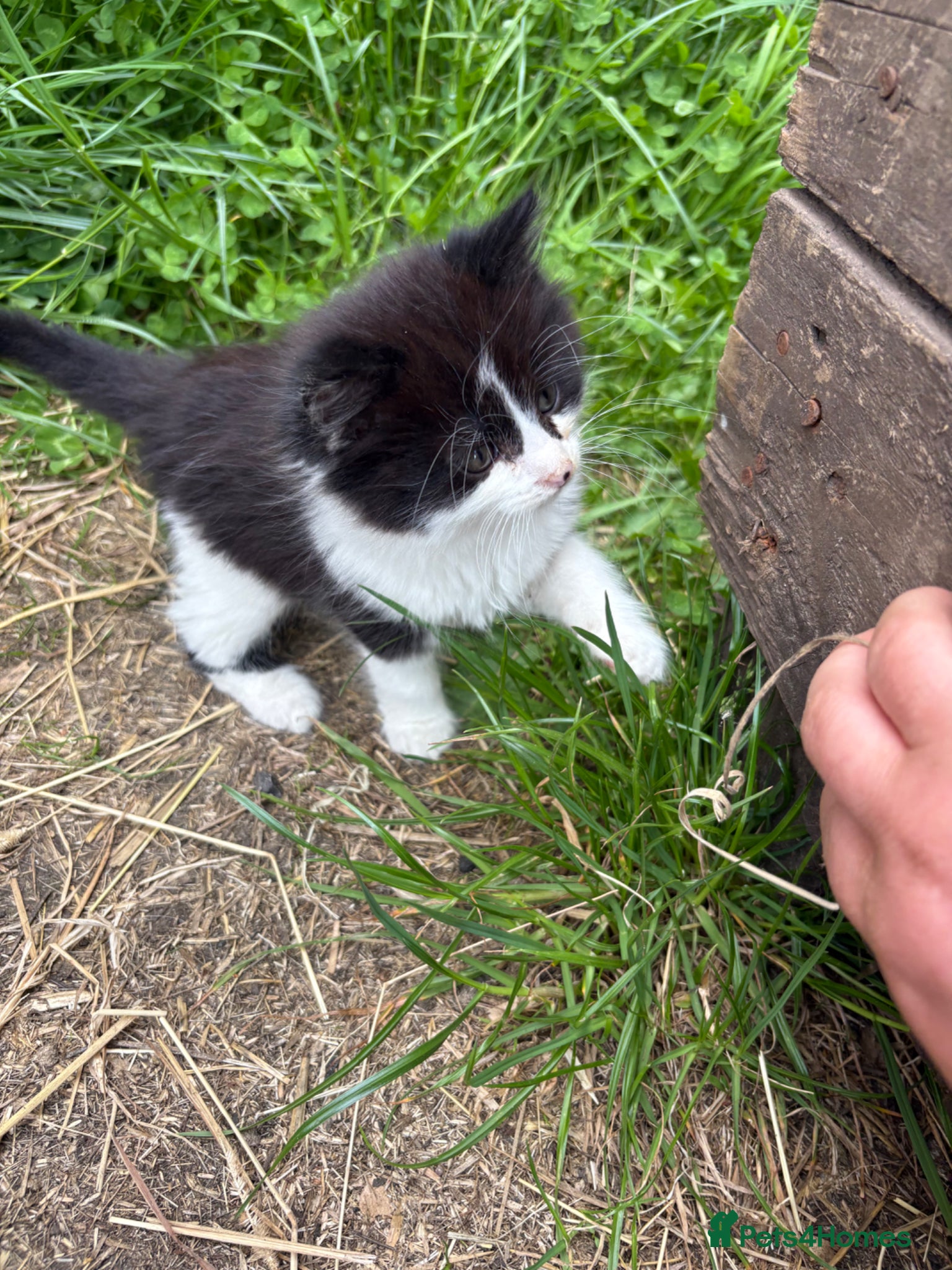 Mixed Breed cats for sale: Farm kittens  - Advert 1