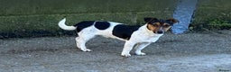 Jack Russell dogs for sale: Gorgeous Jack Russel Terriers! Smooth Coated!! - Advert 5