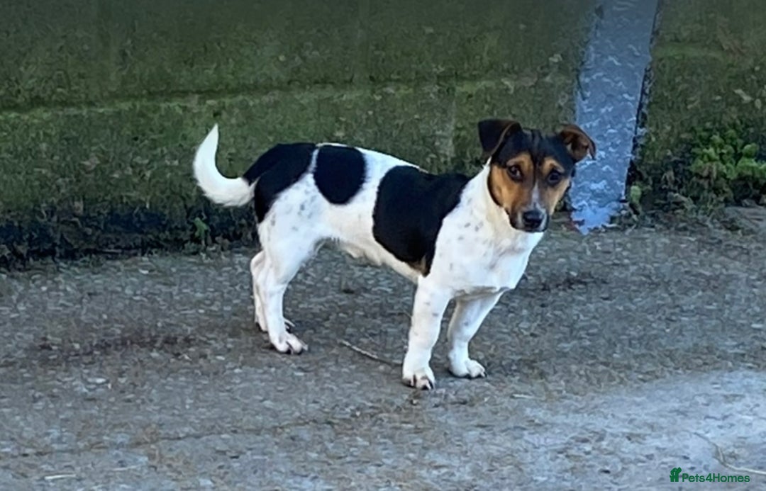 Jack Russell dogs for sale: Gorgeous Jack Russel Terriers! Smooth Coated!! - Advert 5