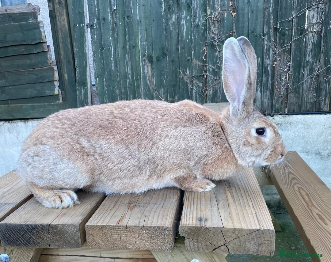 Continental Giant rabbits for sale: 2 male continental giants left - Image 5