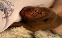 Shar Pei dogs for sale: 3 beautiful shar Pei puppy’s  - Image 8