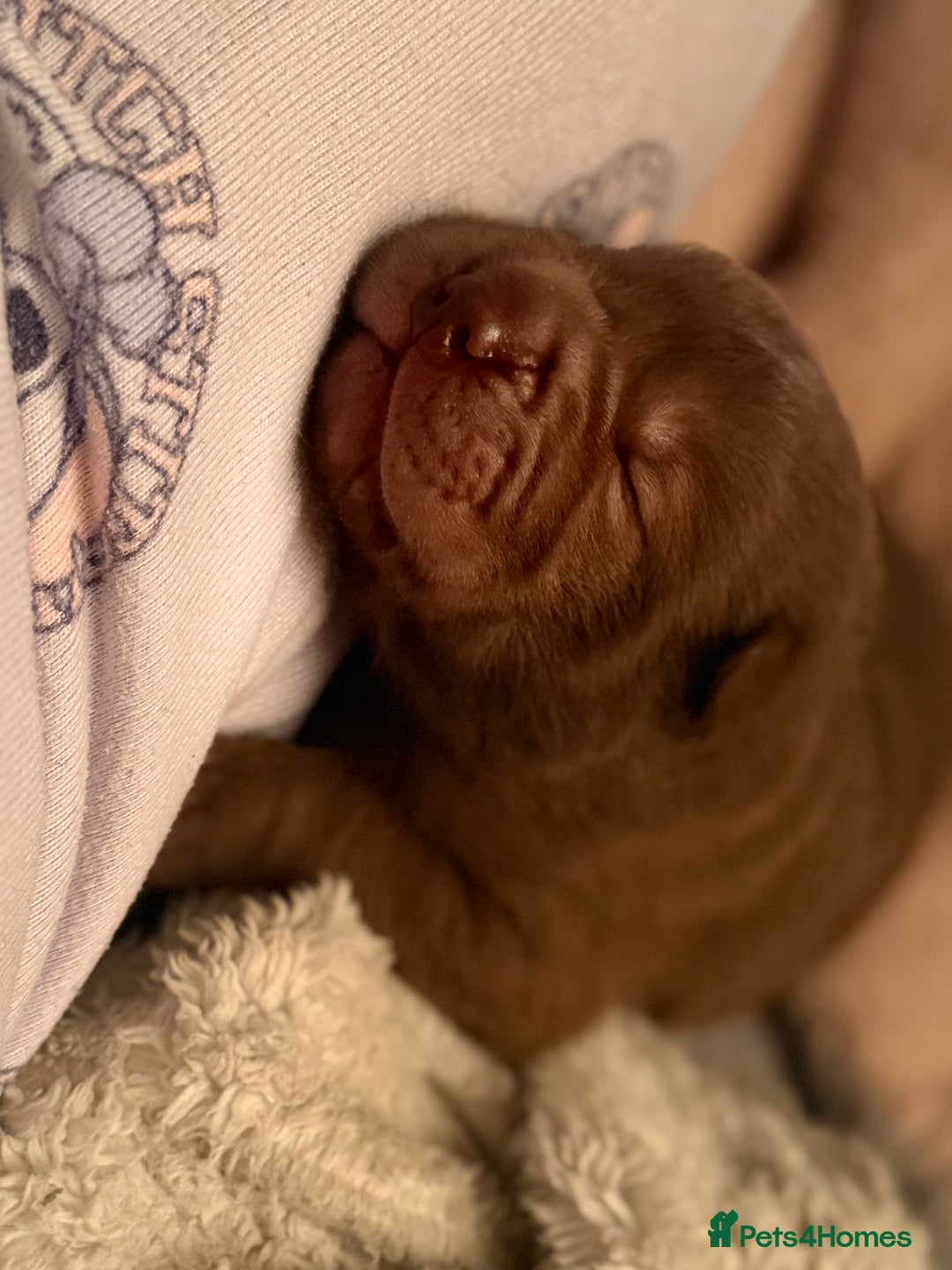 Shar Pei dogs for sale: 3 beautiful shar Pei puppy’s  - Image 8