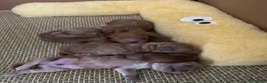 Cockapoo Puppy 2