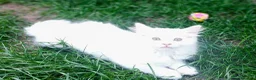 Mixed Breed cats for sale: Little cuties - Advert 19