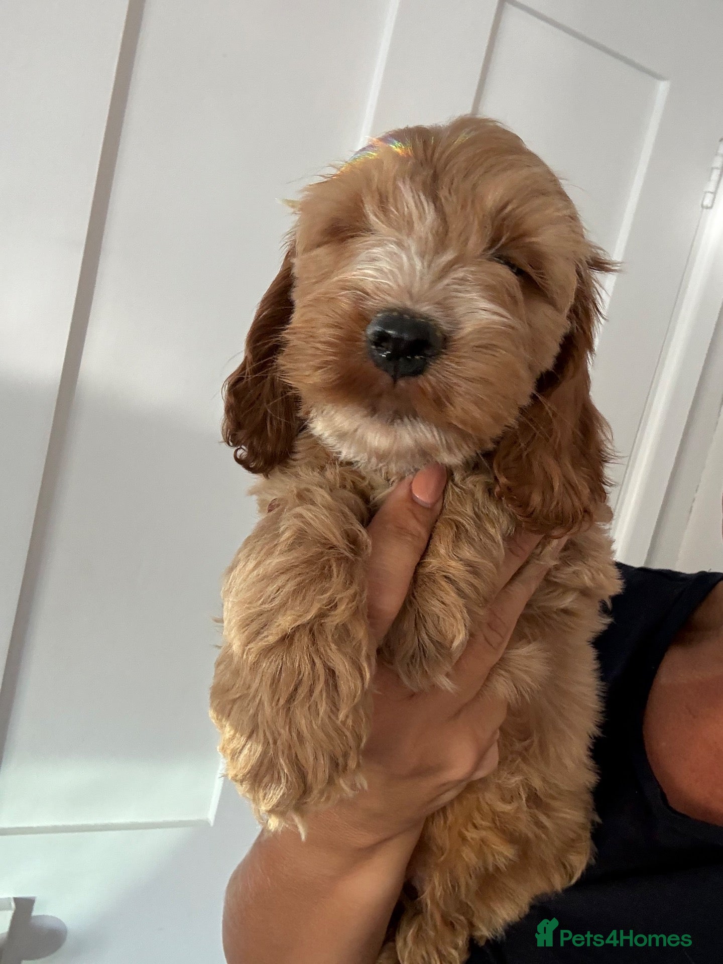 Cockapoo dogs Exceptional F1 health tested cockapoo puppies  - Advert 5