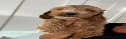 Cockapoo dogs for sale: Exceptional F1 health tested cockapoo puppies  - Advert 2