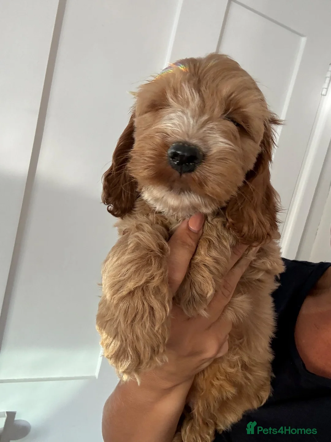 Cockapoo dogs for sale: Exceptional F1 health tested cockapoo puppies  - Advert 2