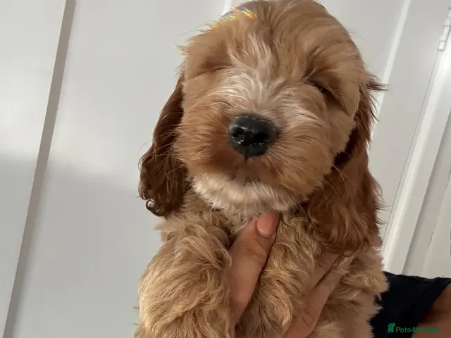 Cockapoo dogs Exceptional F1 health tested cockapoo puppies - Advert 3