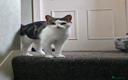 British Shorthair cats for sale: Cat ready for new home - Image 2