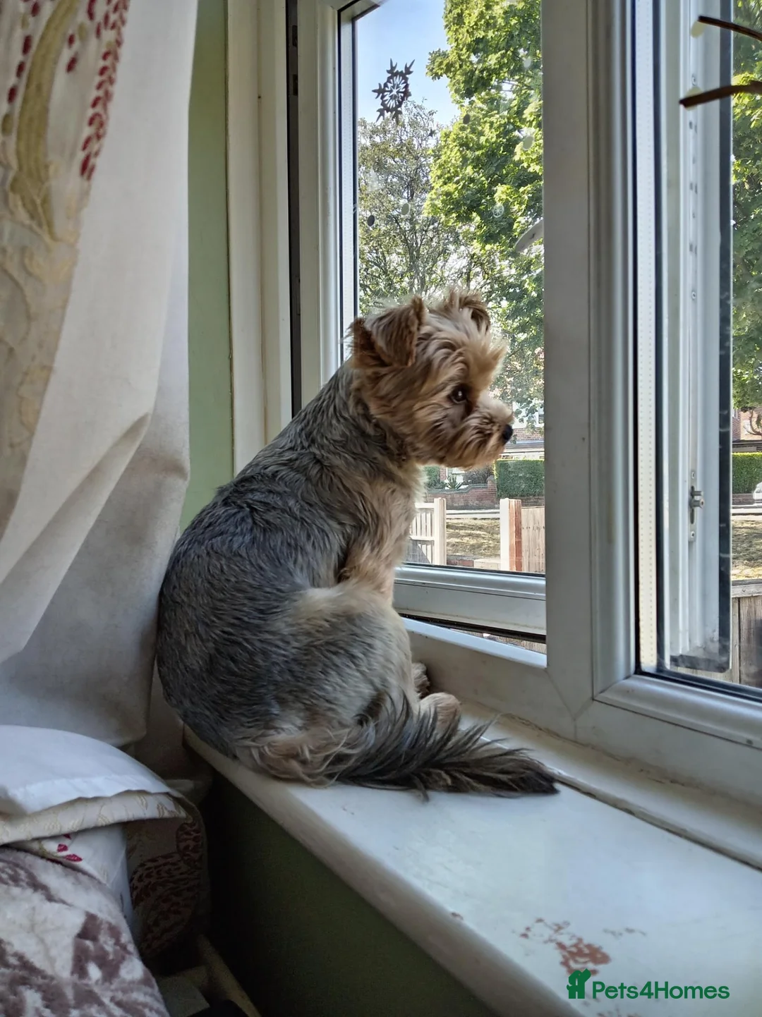 Yorkshire Terrier dogs for stud: Sparky - Advert 2