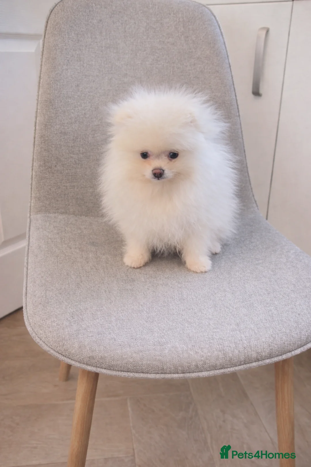 Pomeranian dogs for sale: Stunning KC Pomeranian puppies ✨ - Advert 2