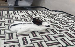 English Spot rabbits for sale: Baby English spot rabbits  - Image 8