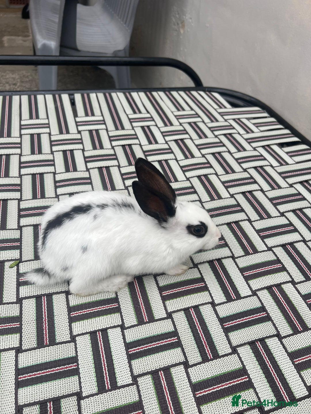 English Spot rabbits for sale: Baby English spot rabbits  - Image 8