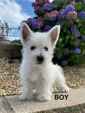 West Highland Terrier dogs - Advert 3