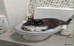 Maine Coon cats for sale: 2 beautiful (certified pure-bred) maine coons - Image 8