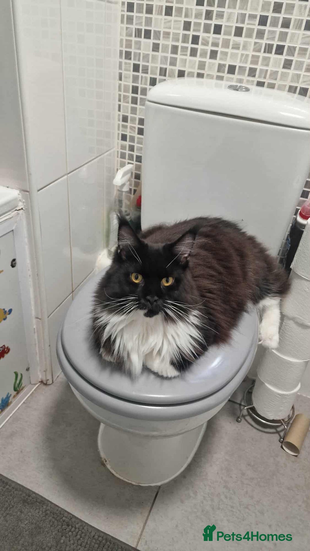 Maine Coon cats for sale: 2 beautiful (certified pure-bred) maine coons - Image 8