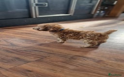 Cockapoo dogs for sale: Cockapoo - Image 16