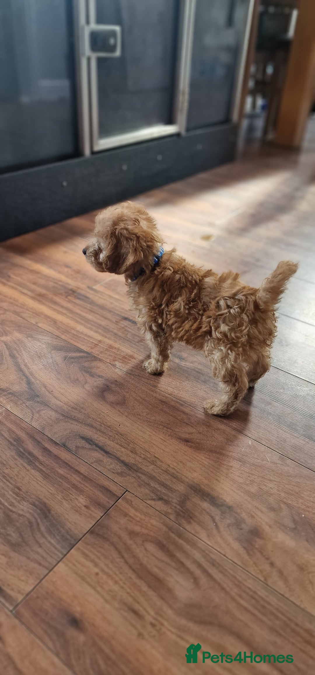 Cockapoo dogs for sale: Cockapoo - Image 16