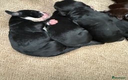 Cockapoo dogs for sale: Miniature f1 Cockapoos puppies - Advert 16