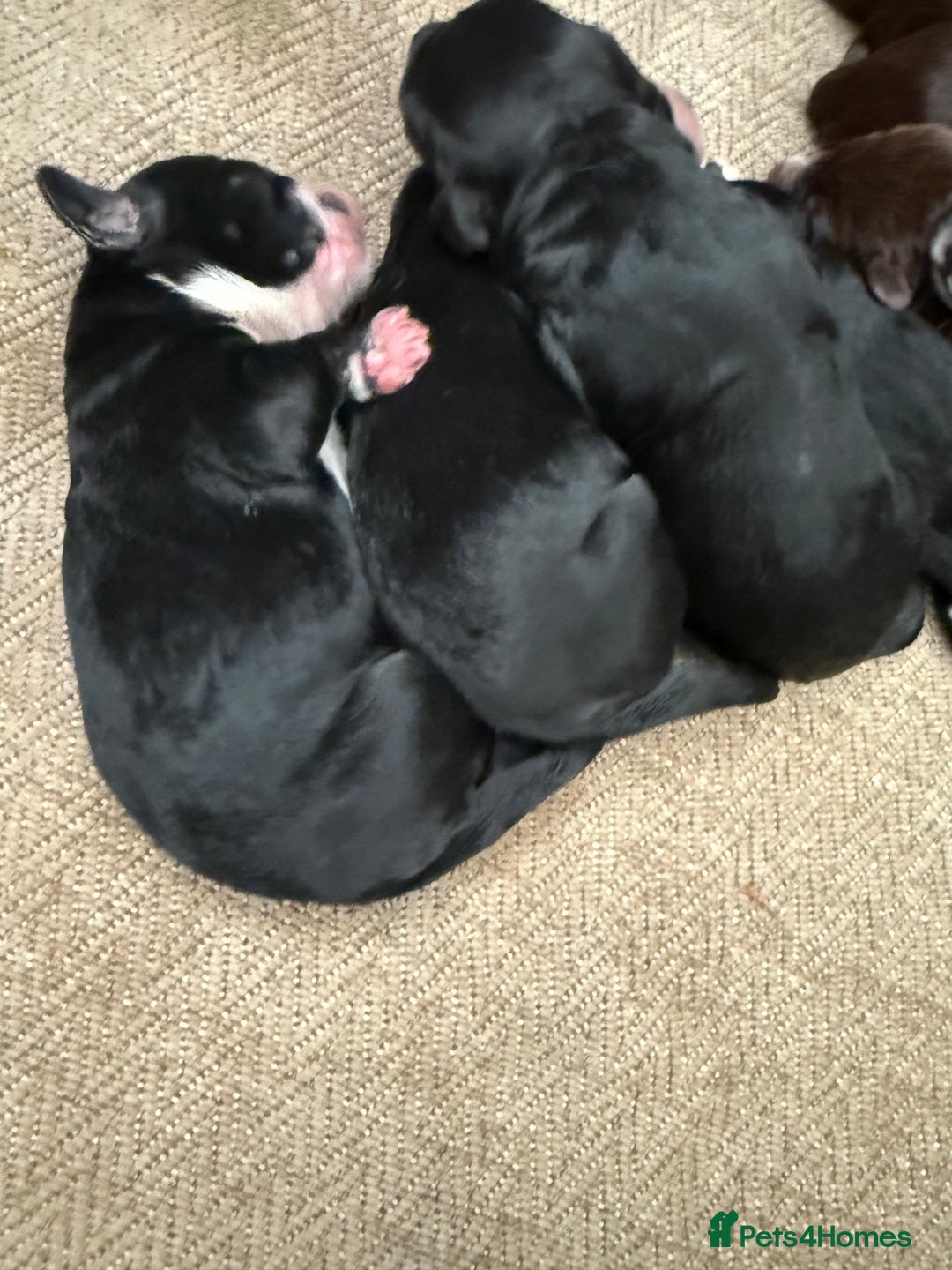 Cockapoo dogs for sale: Miniature f1 Cockapoos puppies - Advert 16