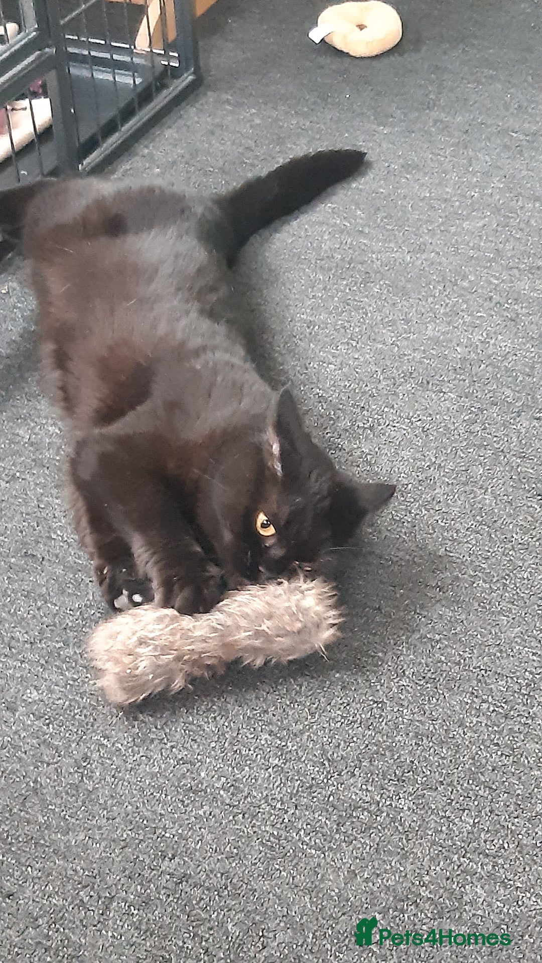 British Shorthair cats for sale: BLACK PEDIGREE BSH - Image 2