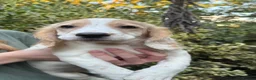 Sprocker dogs for sale: Beautiful Sprocker Puppies READY TO LEAVE 🩷 - Advert 1