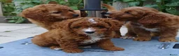 Cavapoo dogs for sale: All puppies reserved. - Advert 7