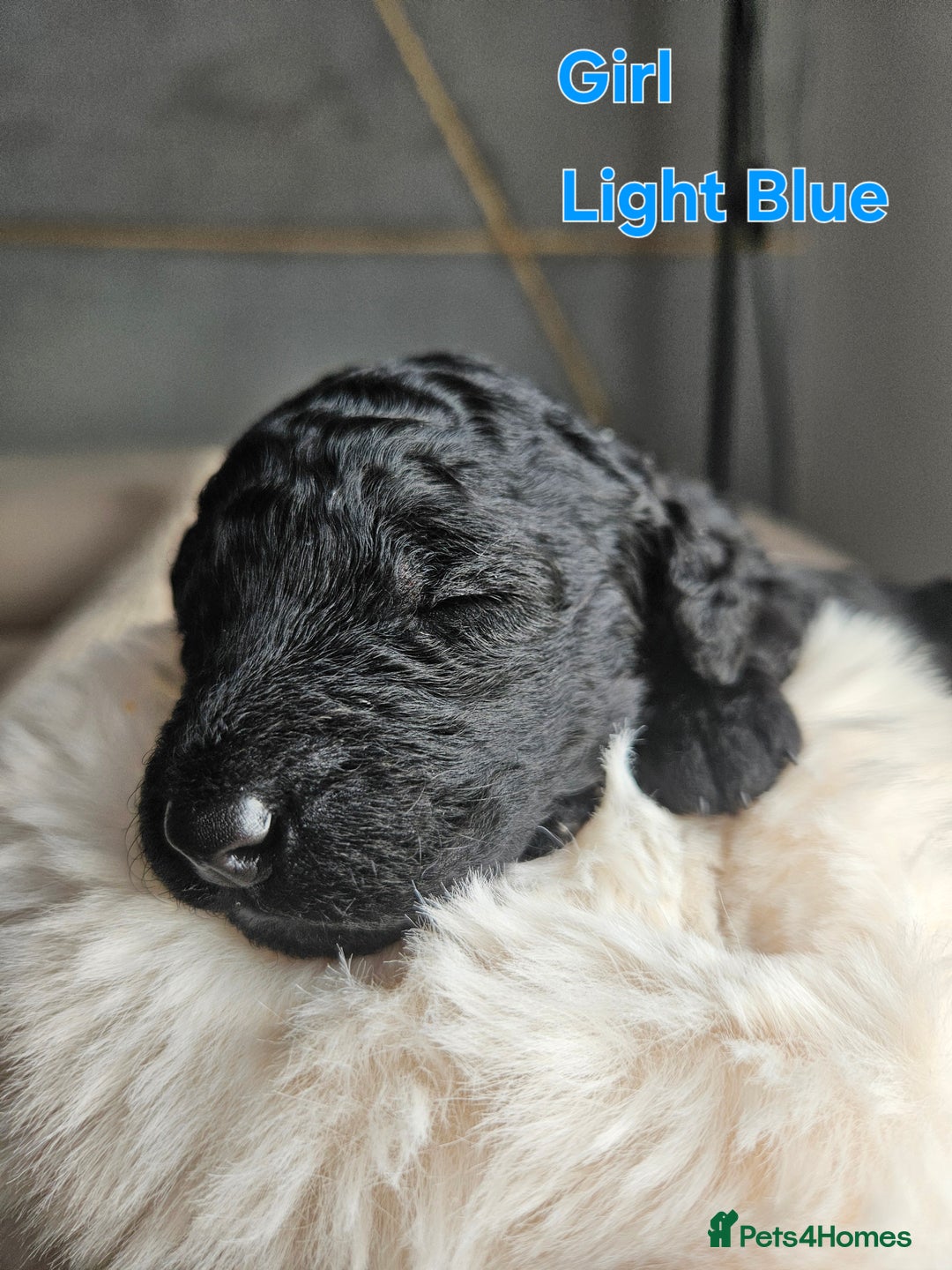 Goldendoodle dogs for sale: Gorgeous Healthy Goldendoodle Puppies - Image 8