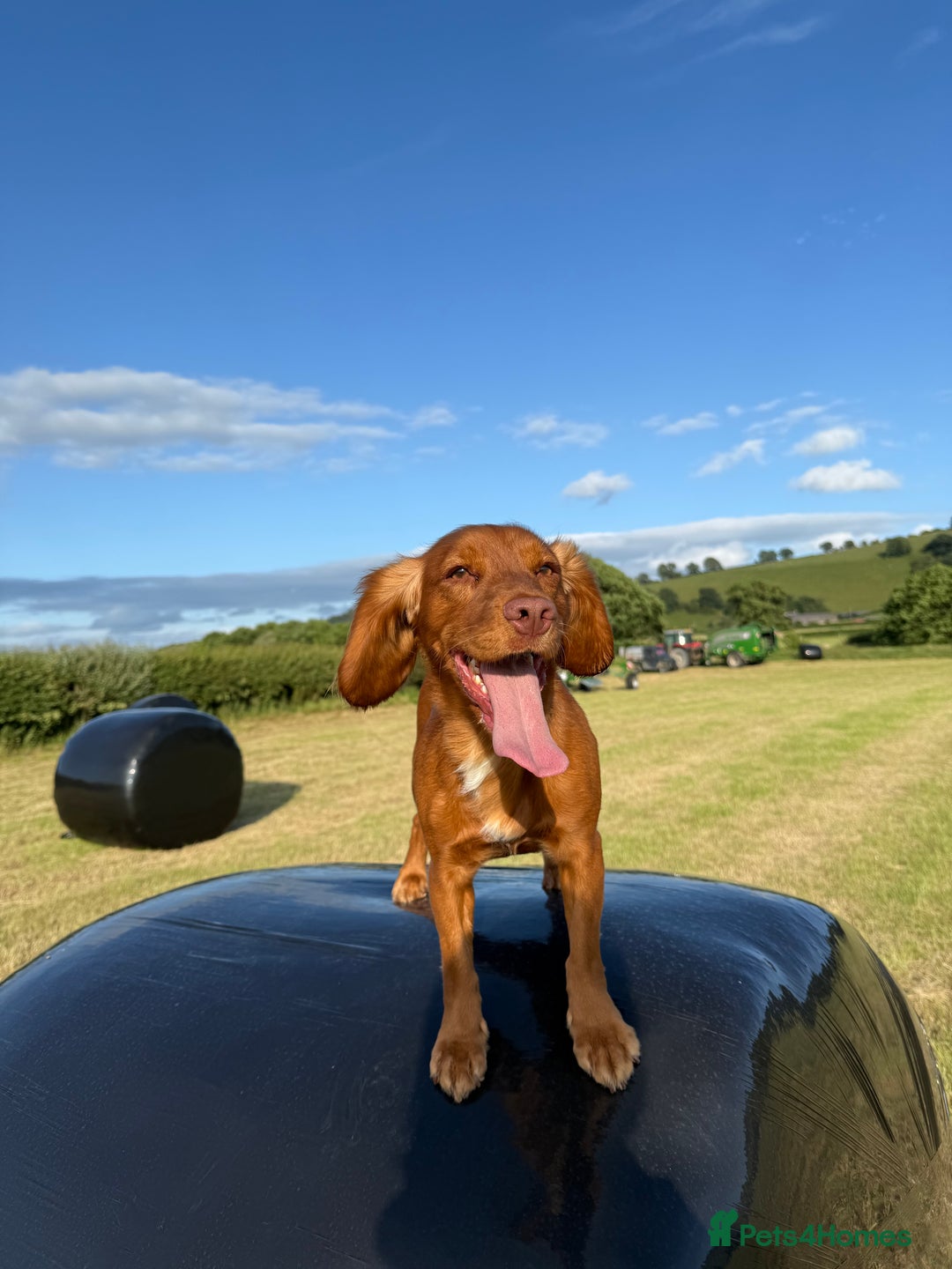 Cocker Spaniel dogs for sale: ✨ KC Registered Working Cocker Spaniel Puppies ✨ - Image 17