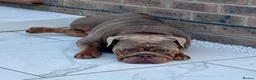 English Bulldog dogs for sale: Coco- English bulldog re-home - Advert 7