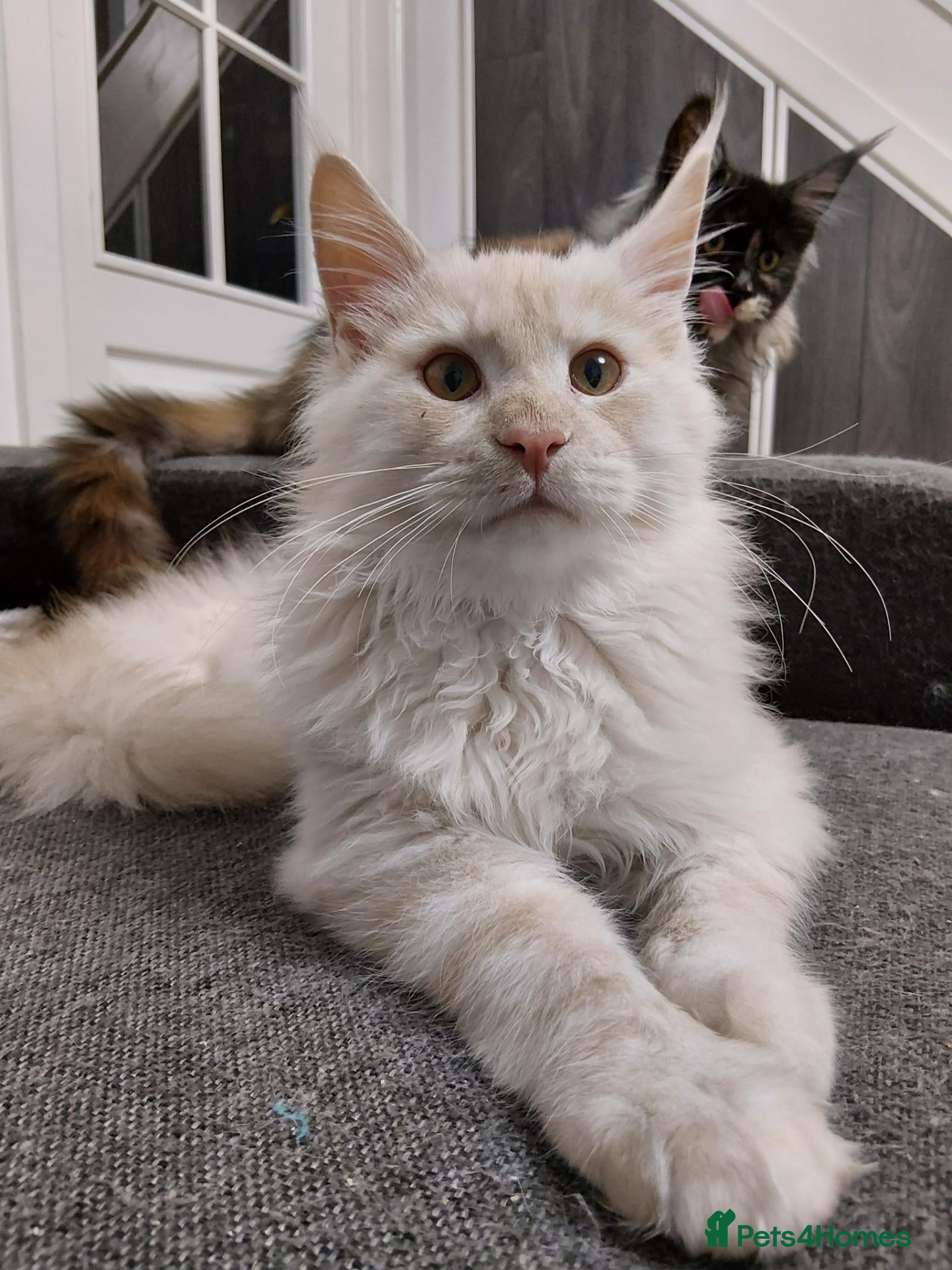 Maine Coon cats for sale: Red silver shaded boy - Advert 17
