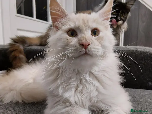 Maine Coon cats for sale: Red silver shaded boy - Advert 17