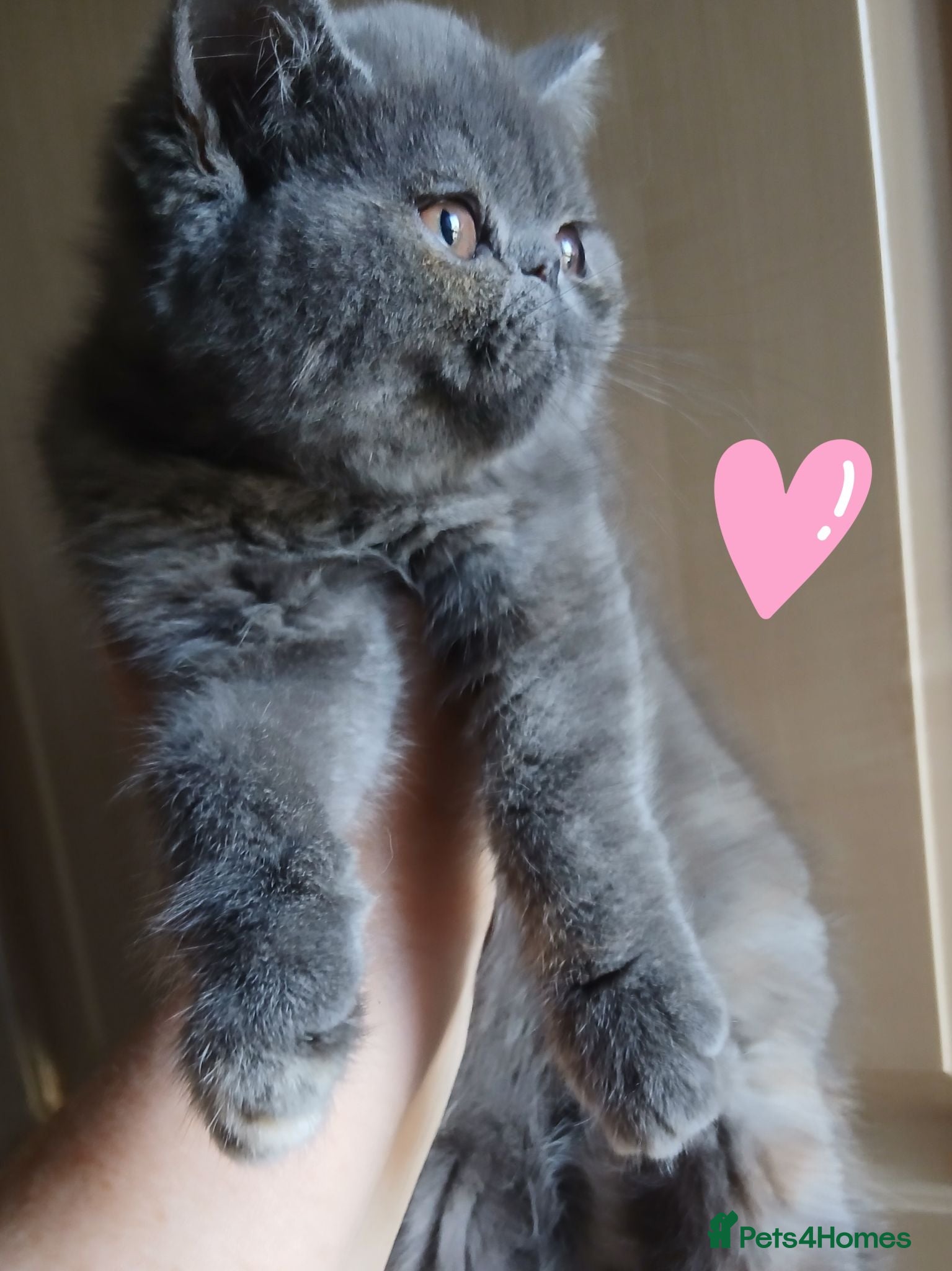 Exotic cats READY NOW GCCF PERSIAN EXOTIC BABIES - Advert 3