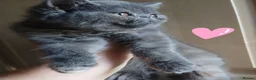 Exotic cats for sale: READY NOW GCCF PERSIAN EXOTIC BABIES - Advert 2